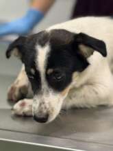 Riley - leg amputation