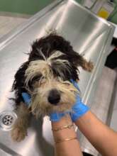 Merlot- rescued from a horrific shelter