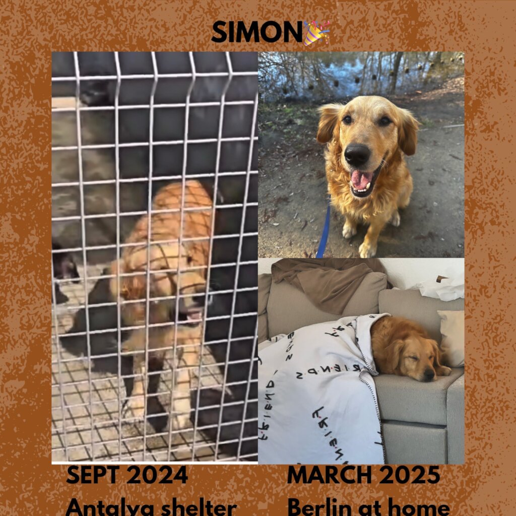 ABANDONED DOGS AND CATS NEED YOUR HELP!