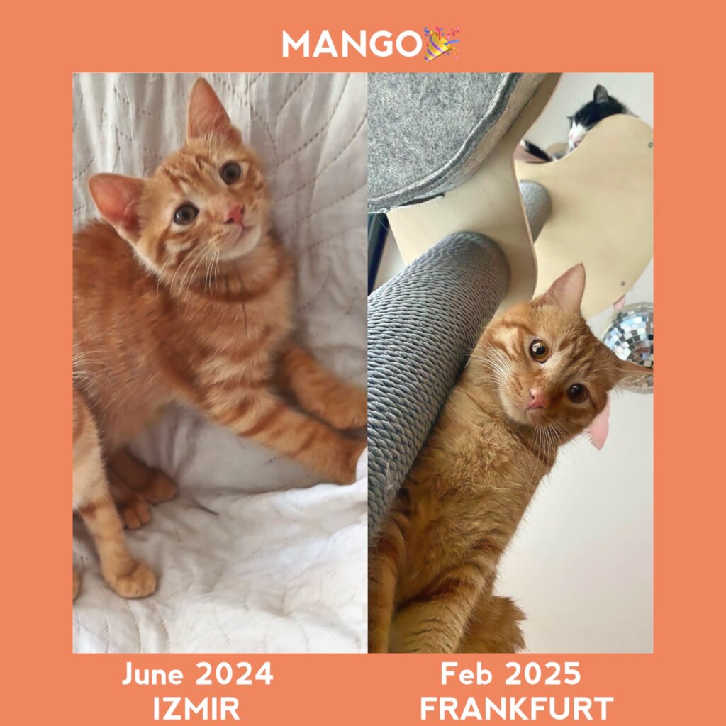 ABANDONED DOGS AND CATS NEED YOUR HELP!