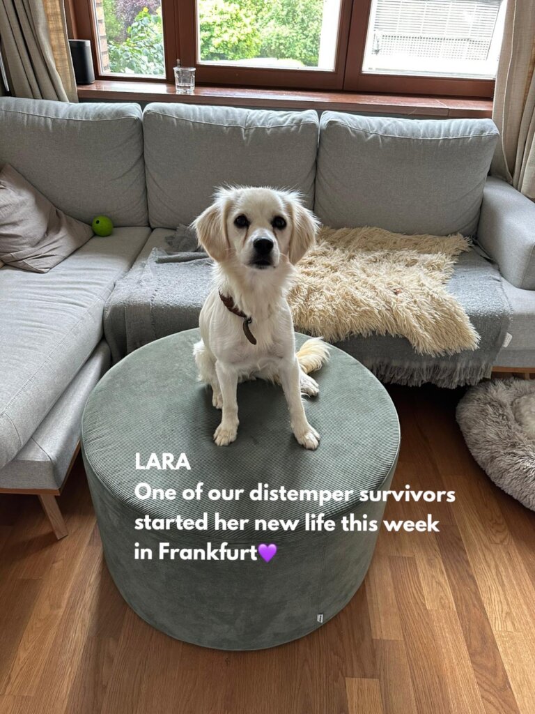 ABANDONED DOGS AND CATS NEED YOUR HELP!