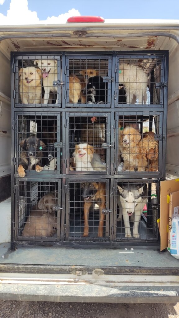 ABANDONED DOGS AND CATS NEED YOUR HELP!