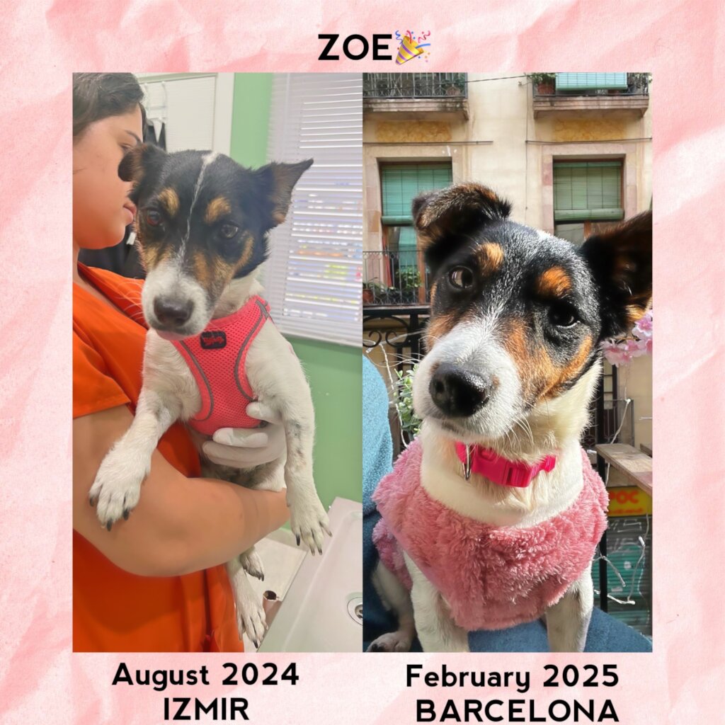 ABANDONED DOGS AND CATS NEED YOUR HELP!