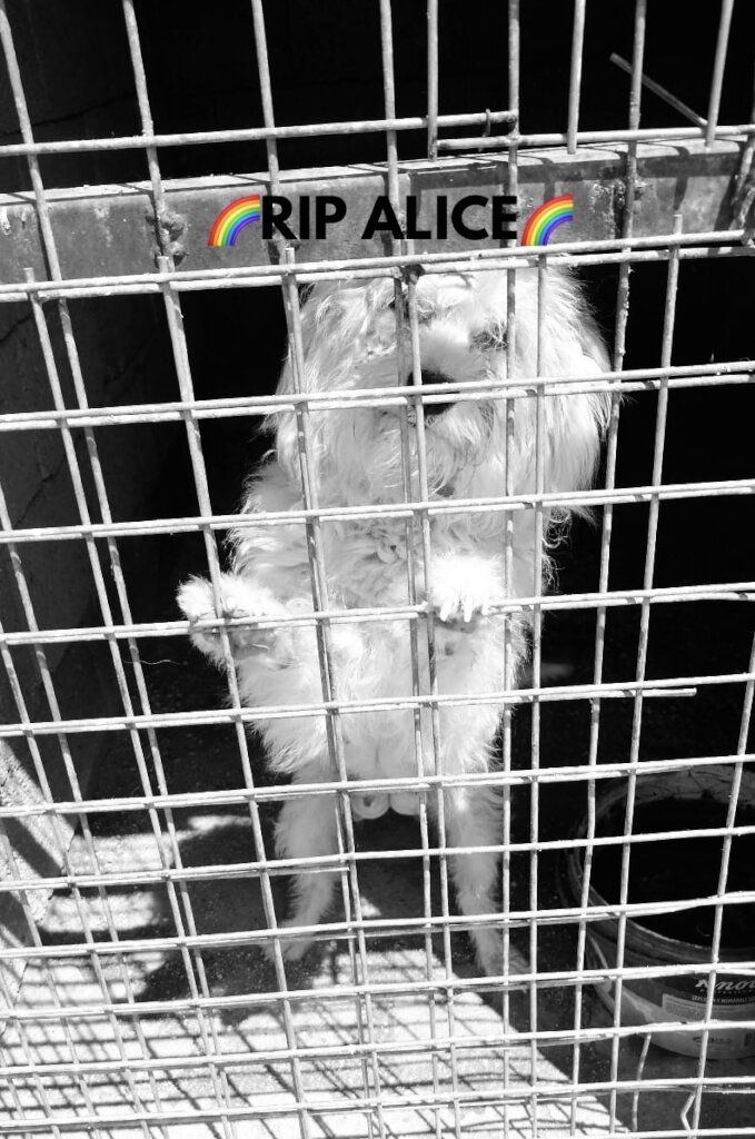 ABANDONED DOGS AND CATS NEED YOUR HELP!