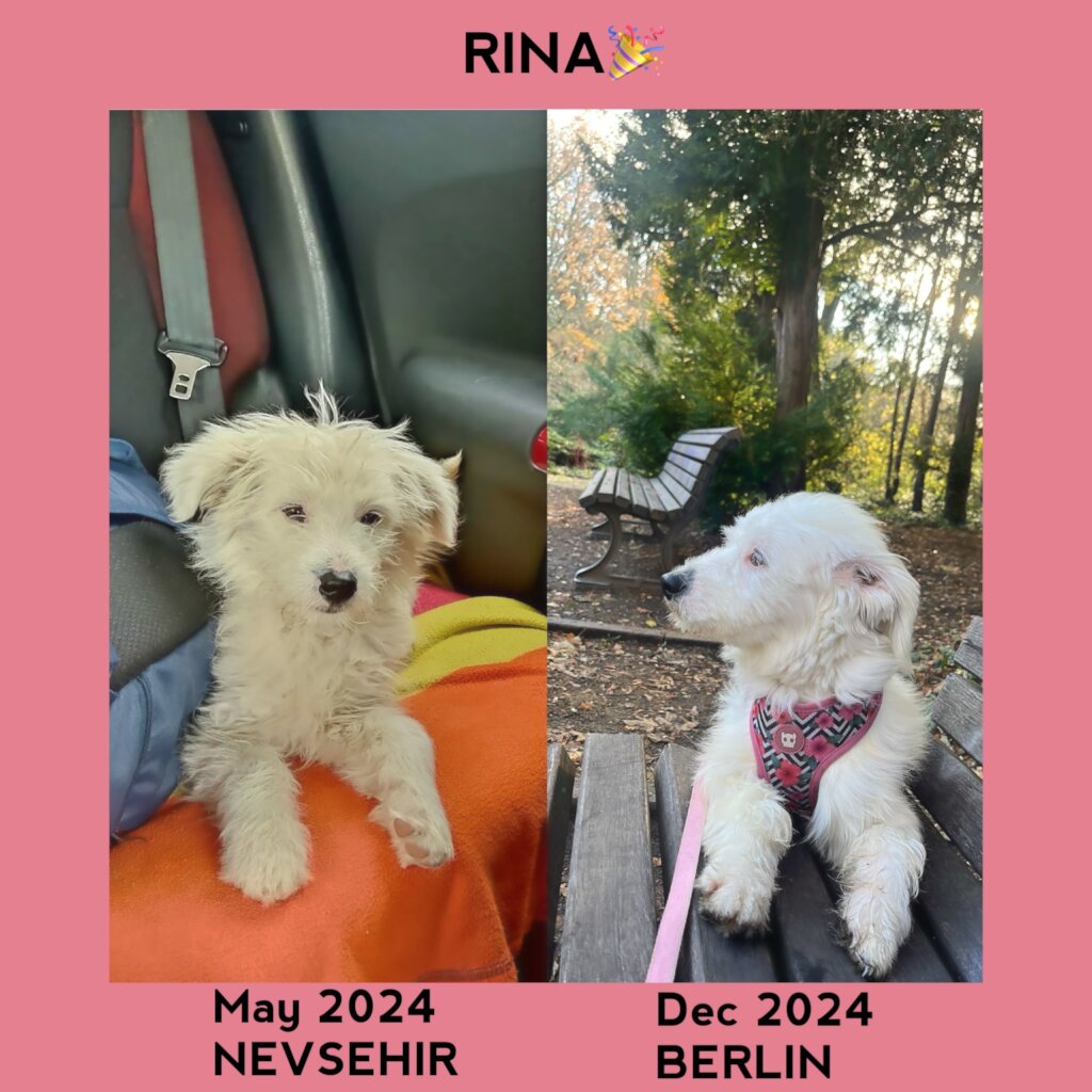 ABANDONED DOGS AND CATS NEED YOUR HELP!