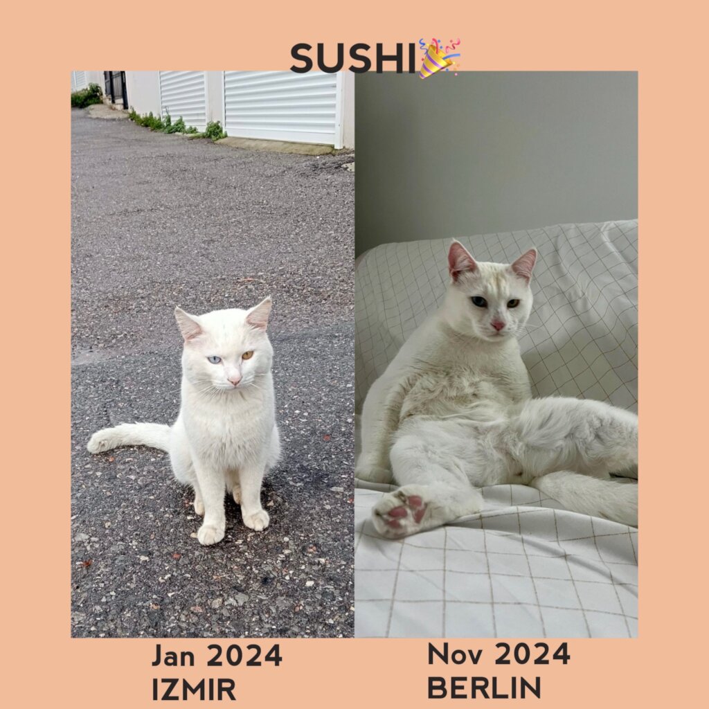 ABANDONED DOGS AND CATS NEED YOUR HELP!