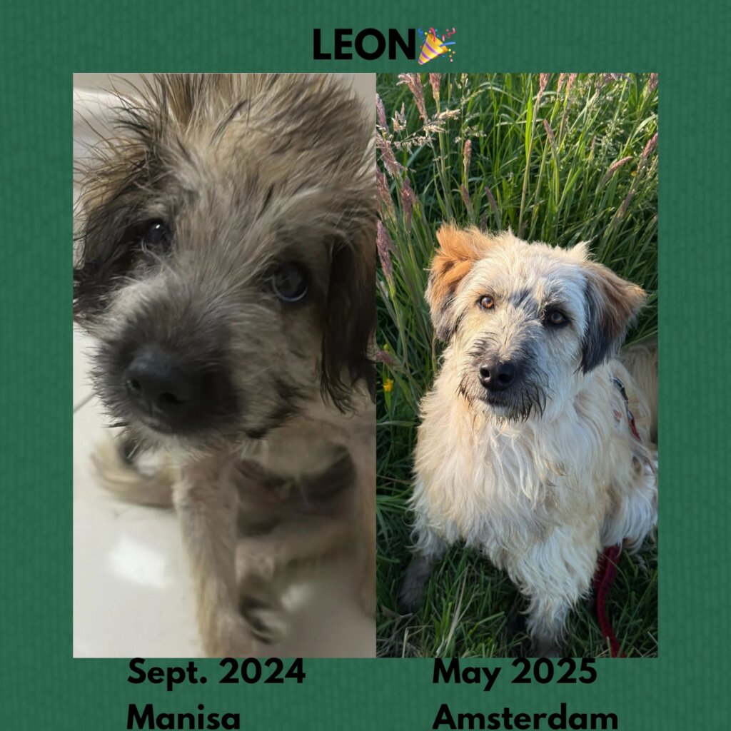 ABANDONED DOGS AND CATS NEED YOUR HELP!