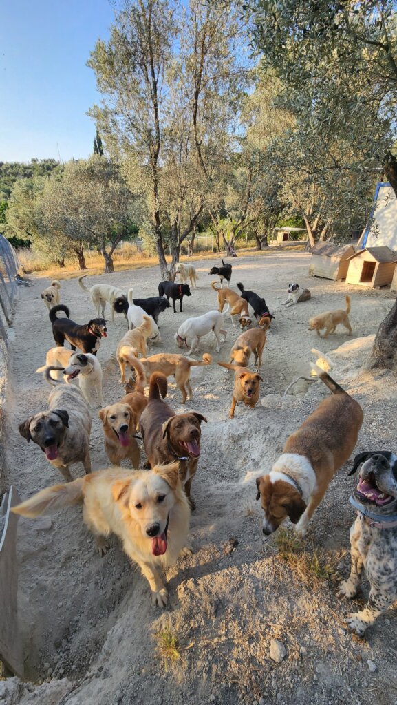 ABANDONED DOGS AND CATS NEED YOUR HELP!