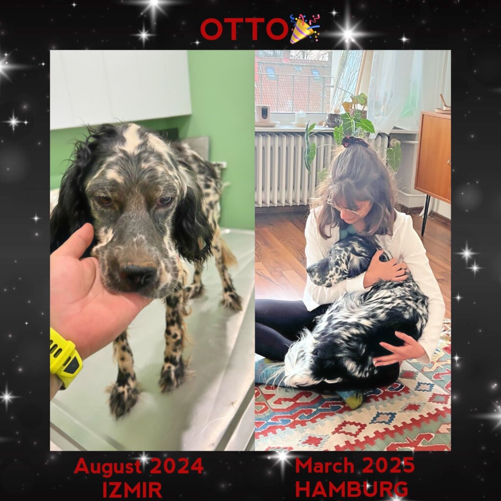 ABANDONED DOGS AND CATS NEED YOUR HELP!