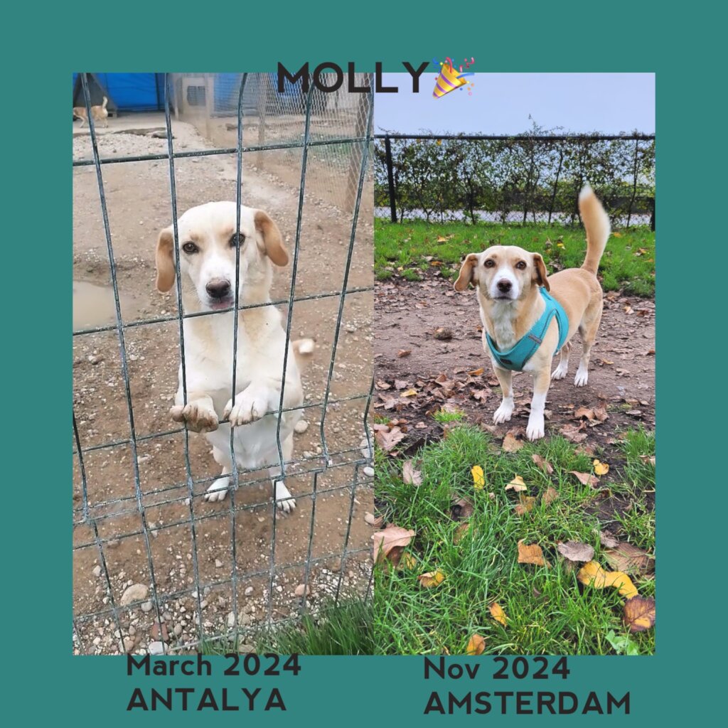 ABANDONED DOGS AND CATS NEED YOUR HELP!