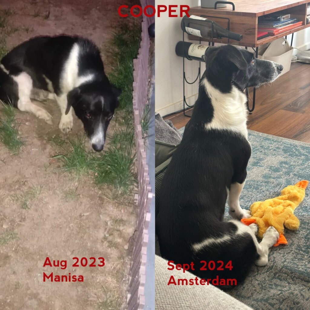 ABANDONED DOGS AND CATS NEED YOUR HELP!