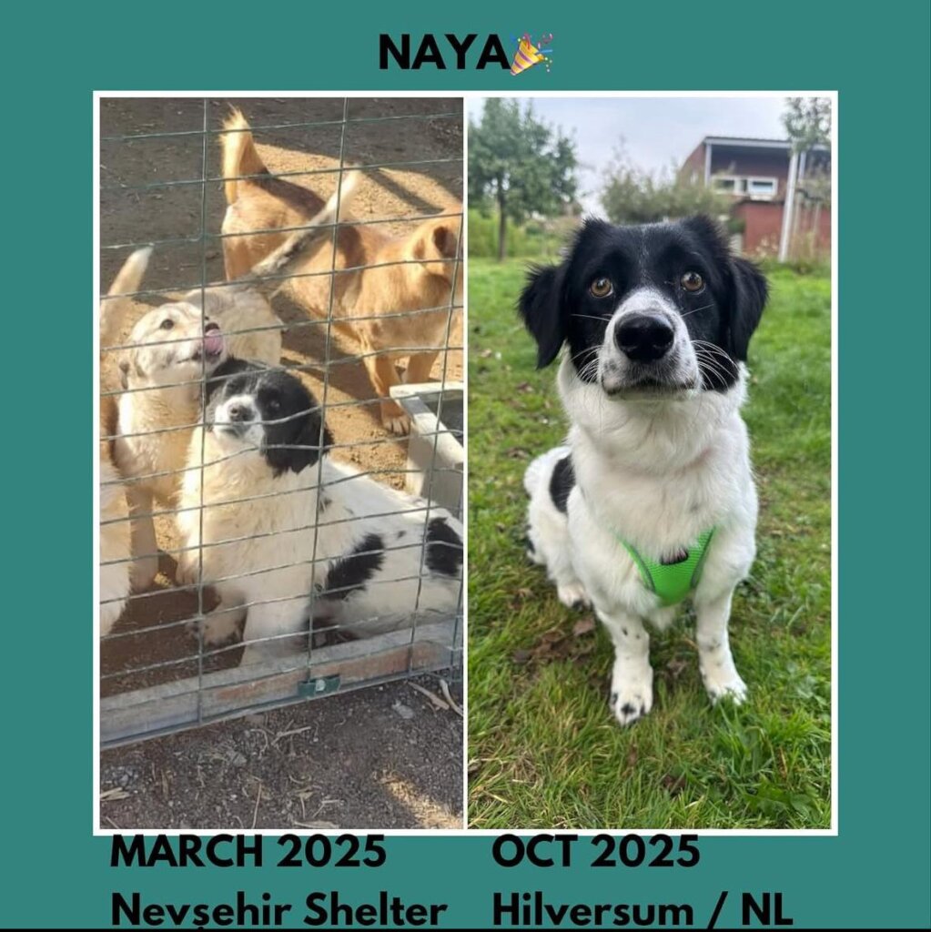 ABANDONED DOGS AND CATS NEED YOUR HELP!