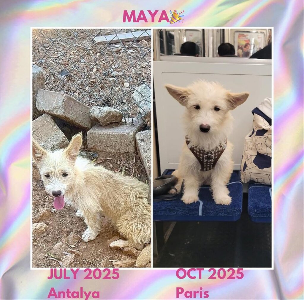 ABANDONED DOGS AND CATS NEED YOUR HELP!