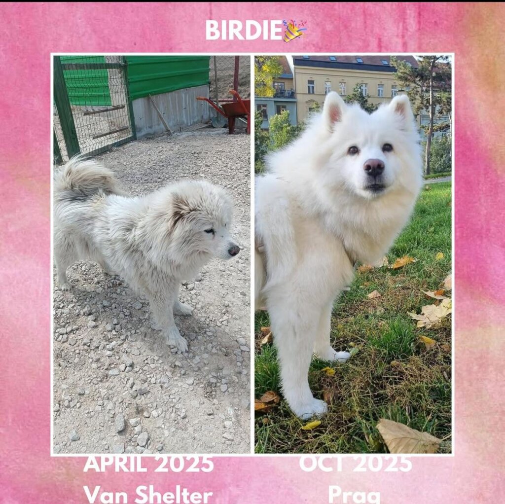 ABANDONED DOGS AND CATS NEED YOUR HELP!