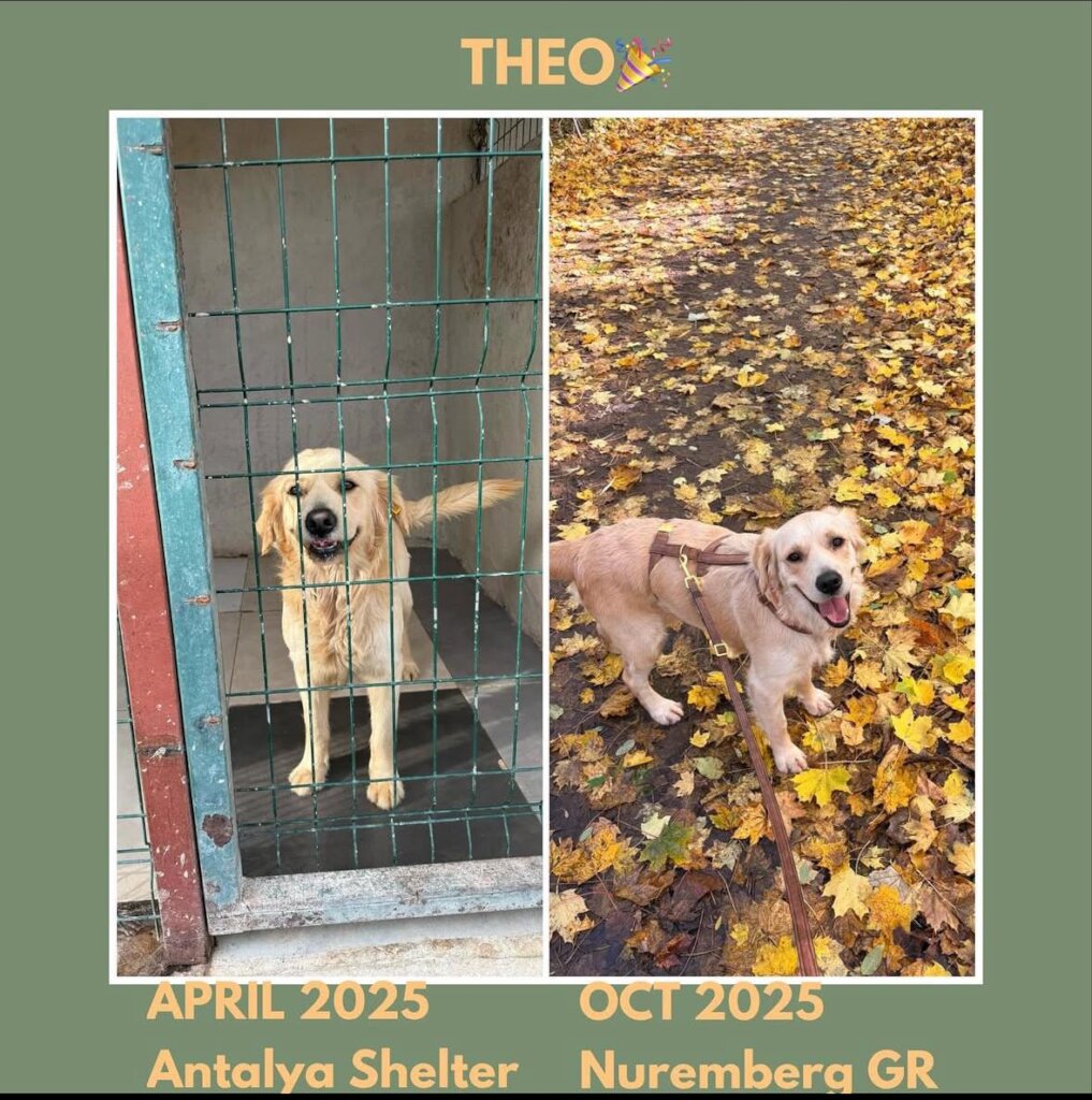 ABANDONED DOGS AND CATS NEED YOUR HELP!