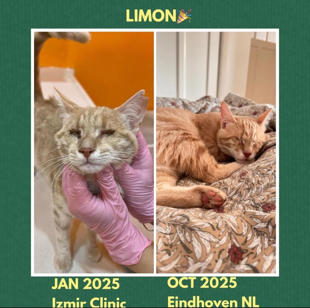 ABANDONED DOGS AND CATS NEED YOUR HELP!