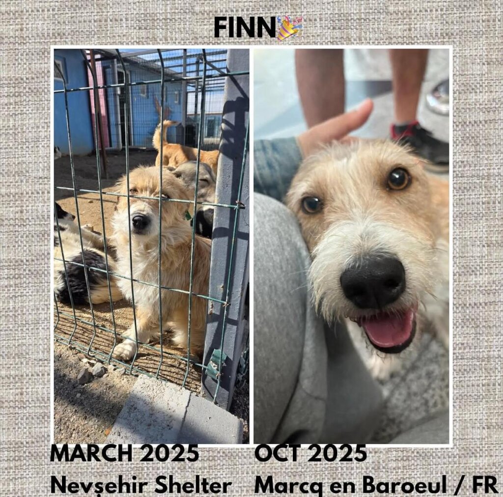 ABANDONED DOGS AND CATS NEED YOUR HELP!