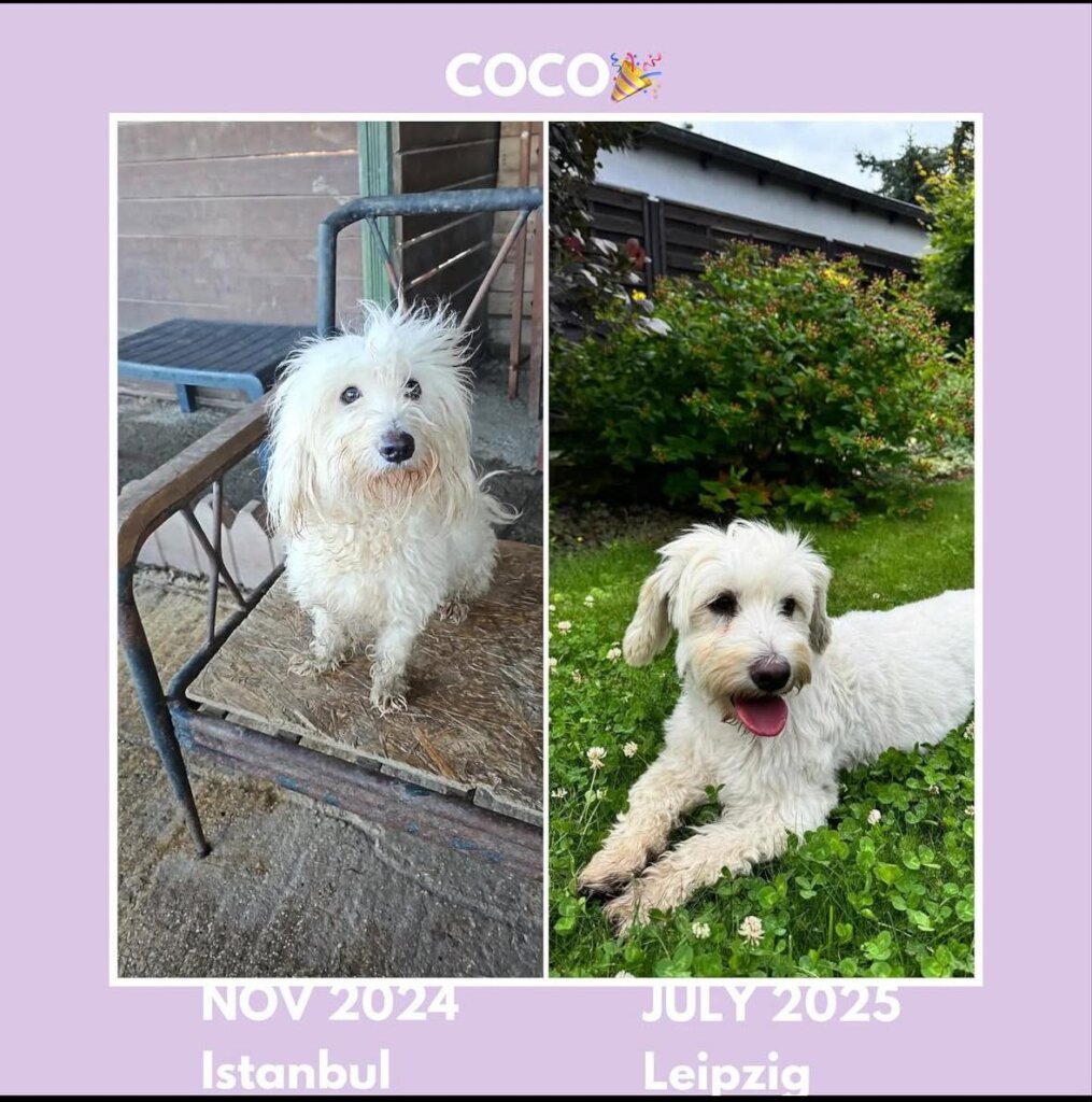 ABANDONED DOGS AND CATS NEED YOUR HELP!