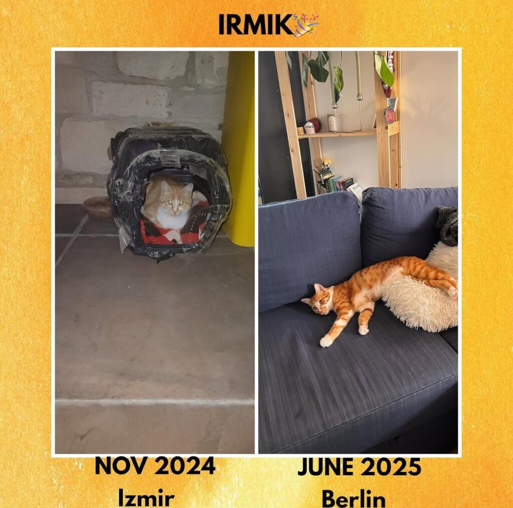 ABANDONED DOGS AND CATS NEED YOUR HELP!