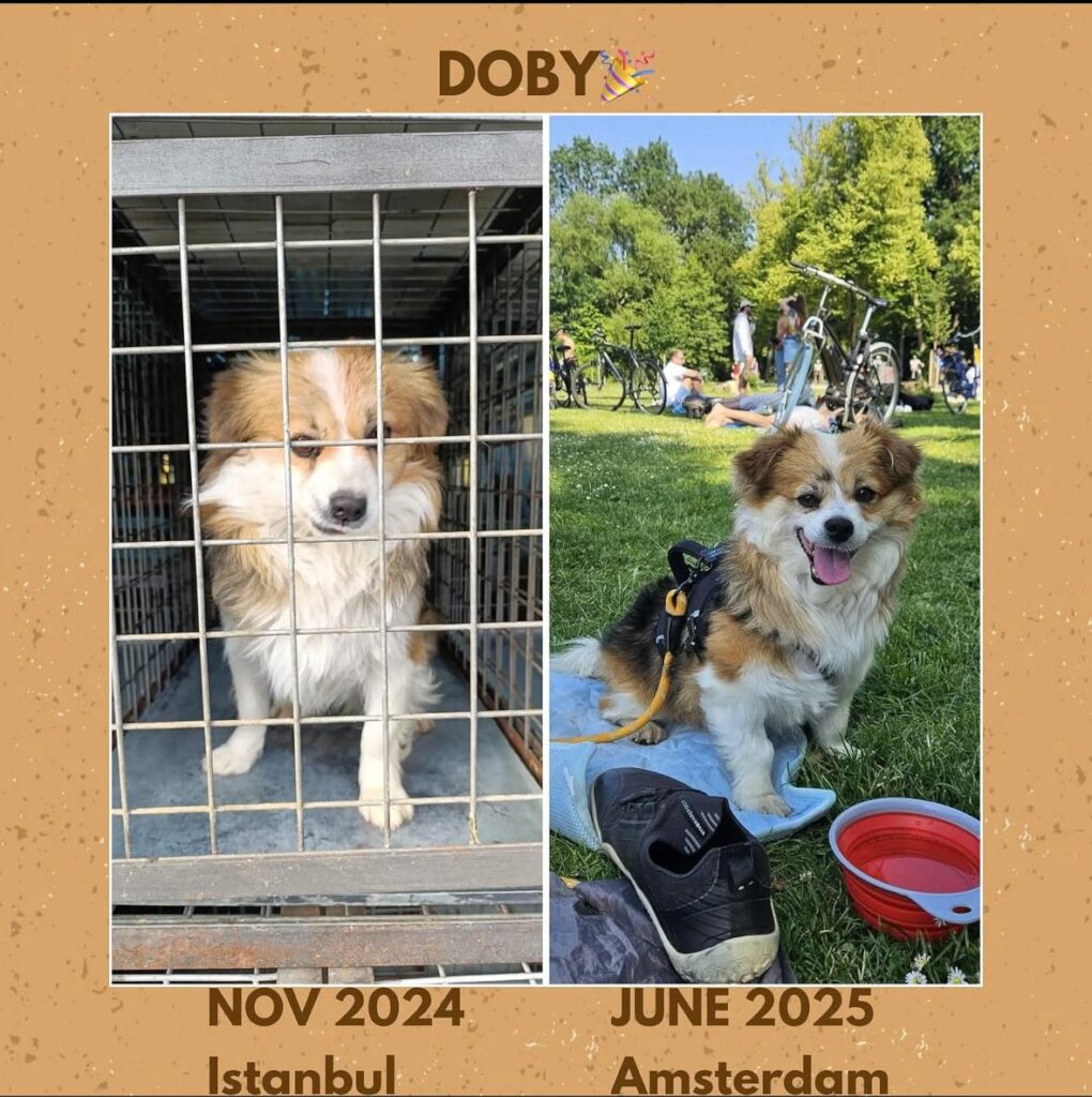 ABANDONED DOGS AND CATS NEED YOUR HELP!