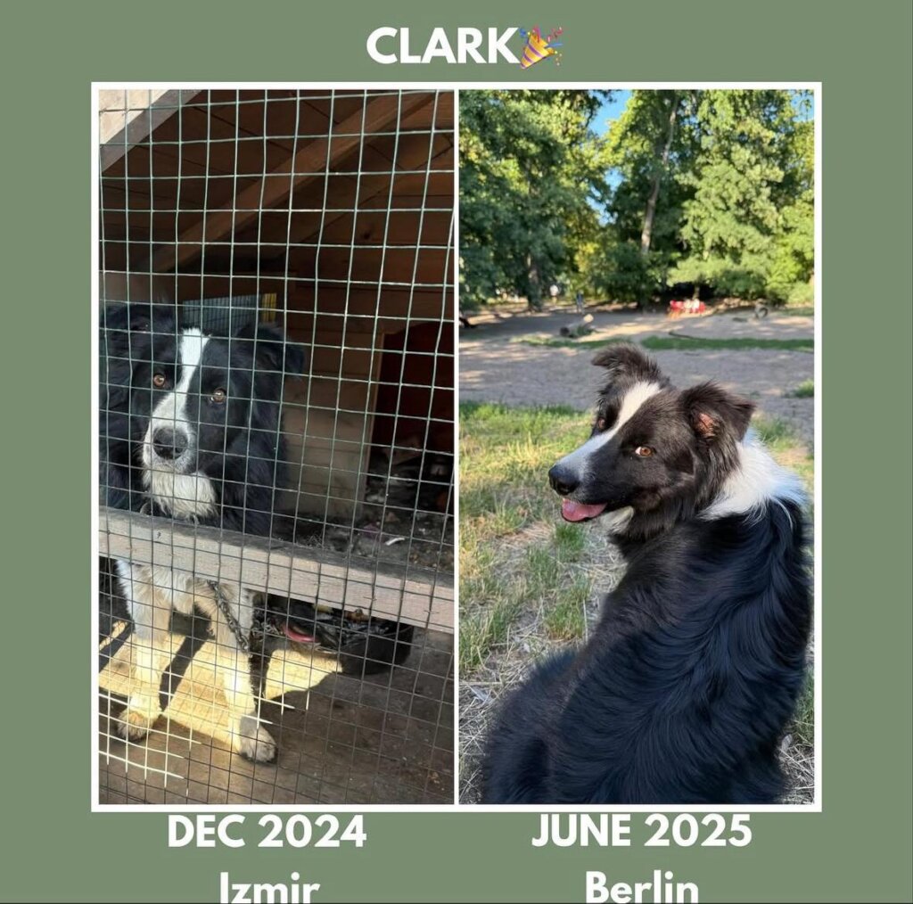 ABANDONED DOGS AND CATS NEED YOUR HELP!