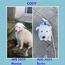 Cody