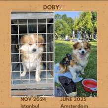 Doby