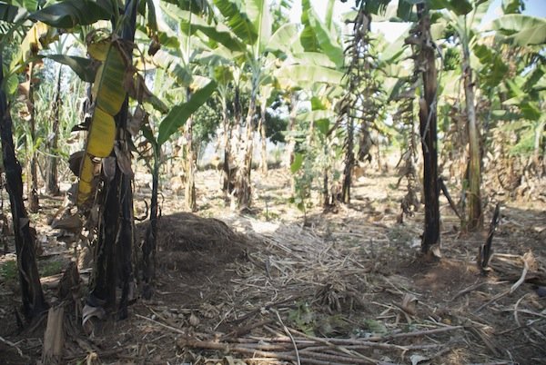 Nutritional Independence for 300 Rwandan Families