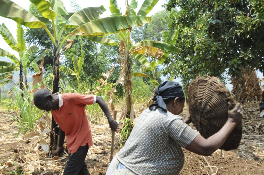 Nutritional Independence for 300 Rwandan Families