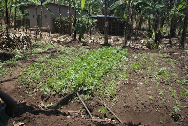 Nutritional Independence for 300 Rwandan Families