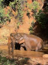 Doe & Darling having a spa day