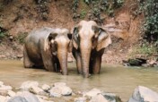 Save Soul Sisters: Forever Home for Doe & Darling