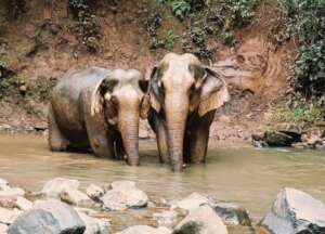 Save Soul Sisters: Forever Home for Doe & Darling