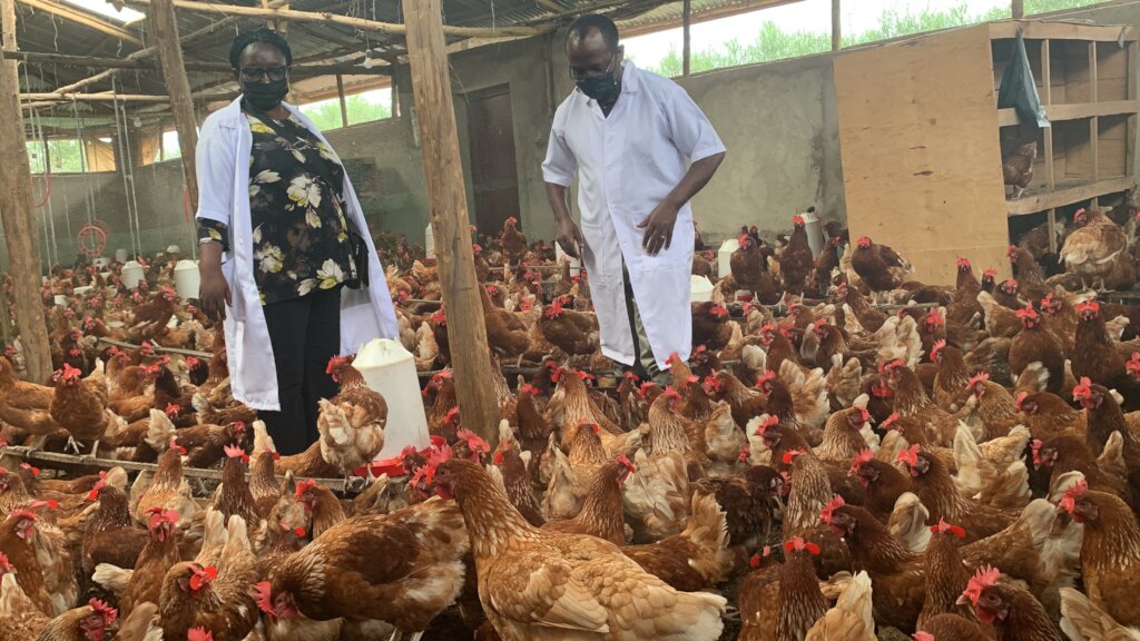 Visiting a potential seller of chicks