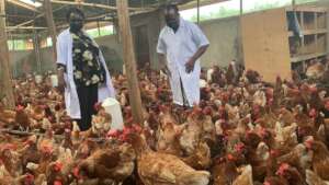 Visiting a potential seller of chicks