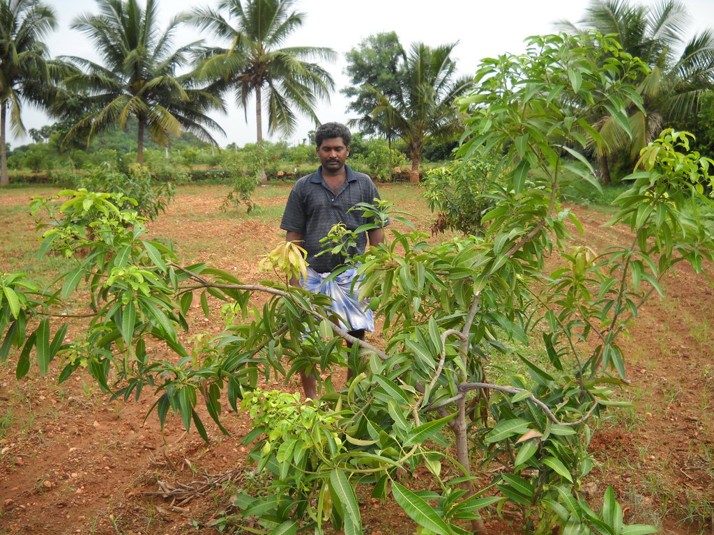 agroforestry awareness