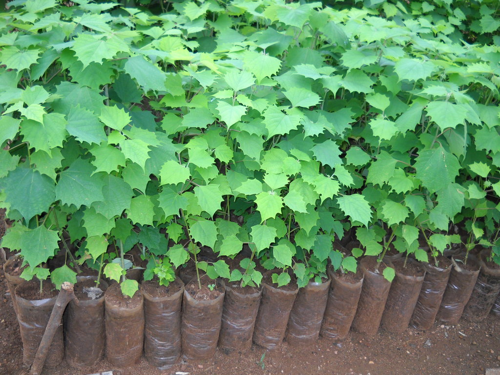 agroforestry awareness