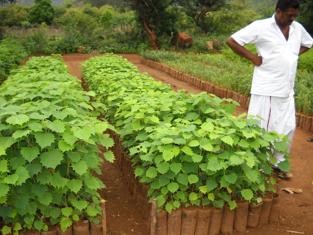 agroforestry awareness