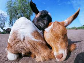 Give Goats & Poultry to 500 Ugandan Single Mothers