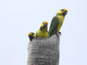Yellow eared parrot