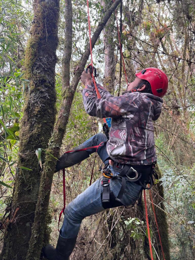Ranger climbing