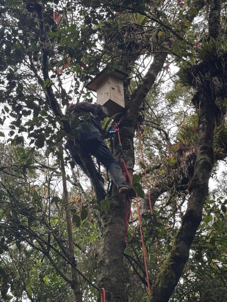 installing nestboxes