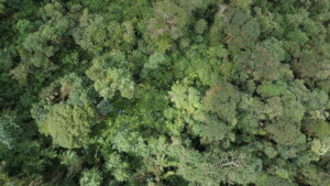 The forest