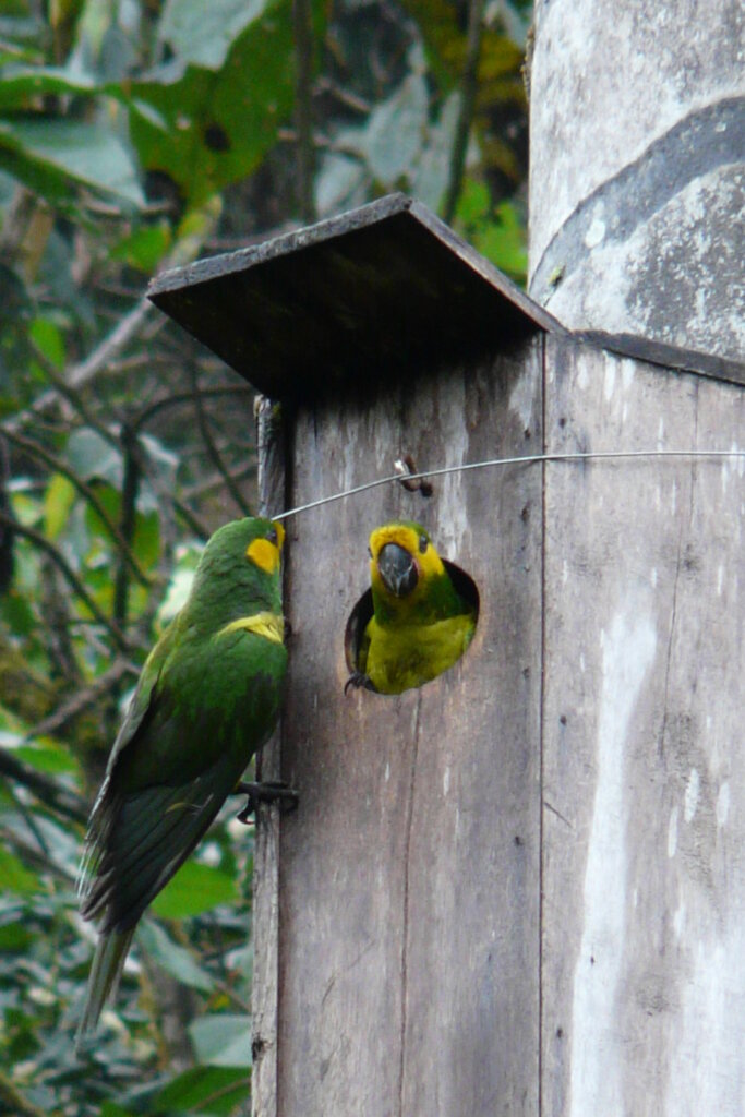 Future in Flight: Protecting Yellow-eared Parrots