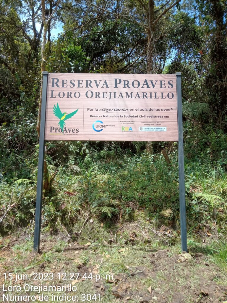 Future in Flight: Protecting Yellow-eared Parrots