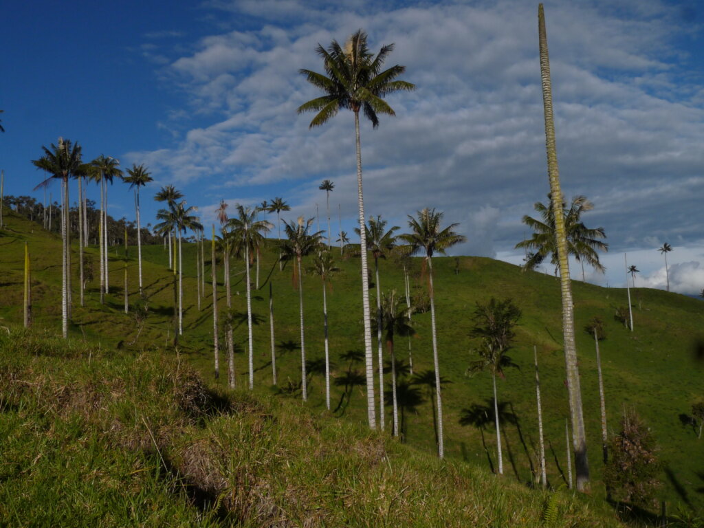Future in Flight: Protecting Yellow-eared Parrots