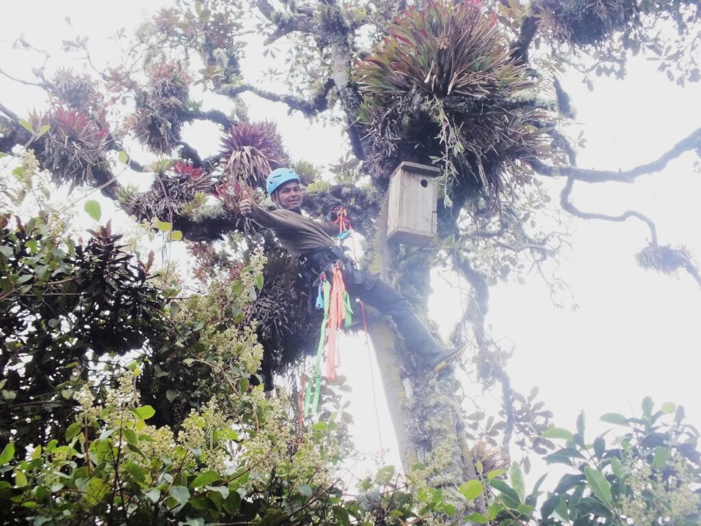 Future in Flight: Protecting Yellow-eared Parrots