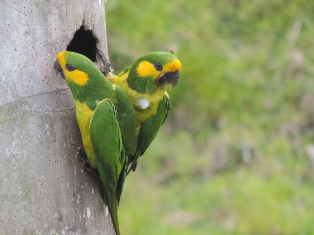Future in Flight: Protecting Yellow-eared Parrots