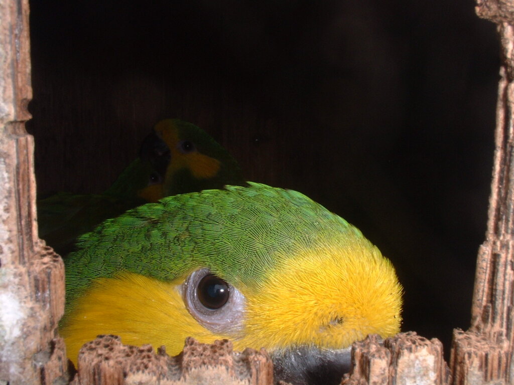 Future in Flight: Protecting Yellow-eared Parrots