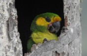 Future in Flight: Protecting Yellow-eared Parrots